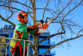 Por motivos de segurança, árvore centenária da Quinta da Cruz será abatida esta terça-feira
